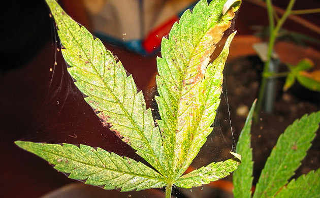 Появление паразитов на конопле