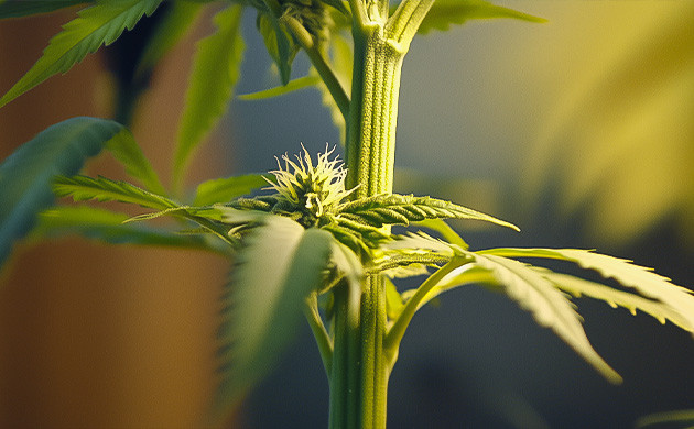 Строение и функции стебля