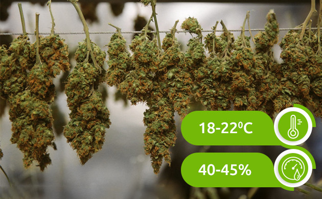 Температура и влажность для сушки конопли