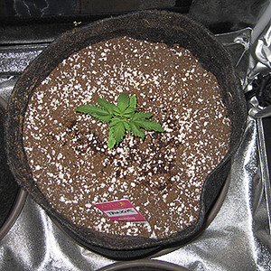 Первый куст марихуаны ростом 10 см