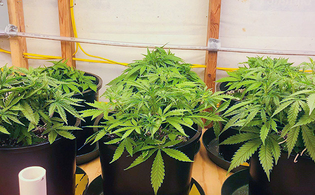 Цветение куста Gelato Auto