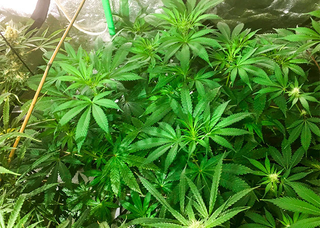 Начало цветения Shiskaberry