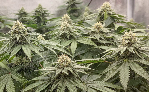 Lemon Tree: месяц цветения и удивительные изменения