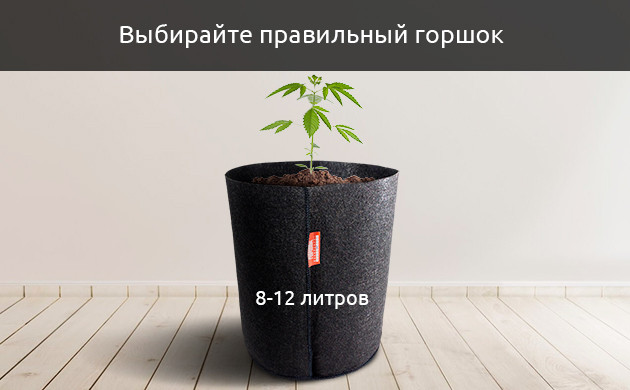 Недостаток места для выращивания автоцветов