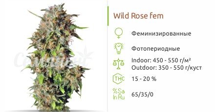 Wild Rose fem (Sweet Seeds)