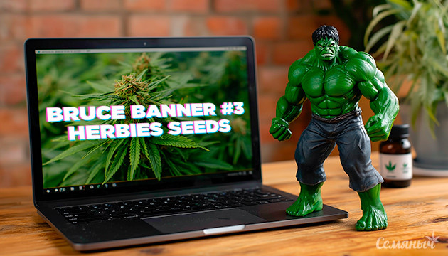Гроурепорт сорта Bruce Banner #3 от Herbies Seeds