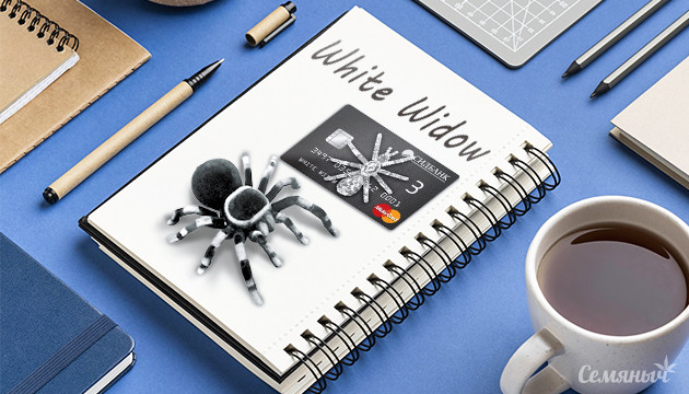 Гроурепорт сорта марихуаны White Widow fem