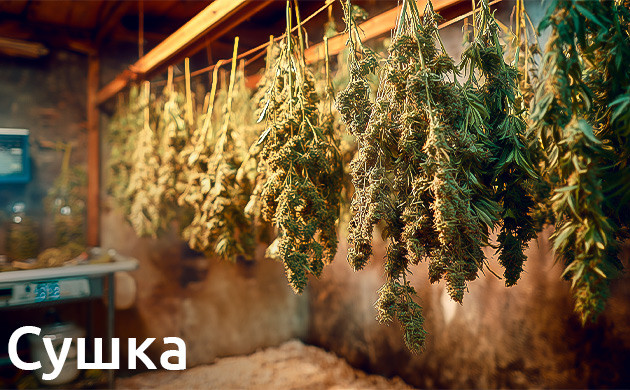 Сушка: удаление влаги и запуск химических процессов