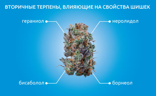 Вторичные терпены конопли и их вклад в аромат и эффект