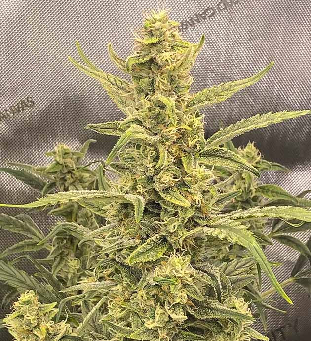 Центральная кола конопли