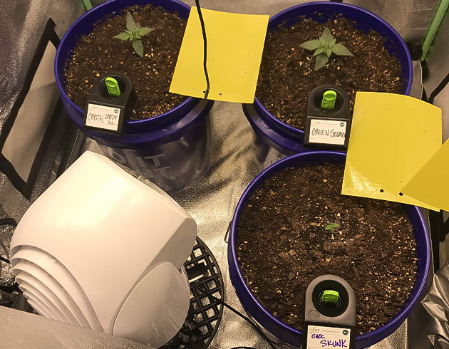 Росток Auto Chocolate Skunk