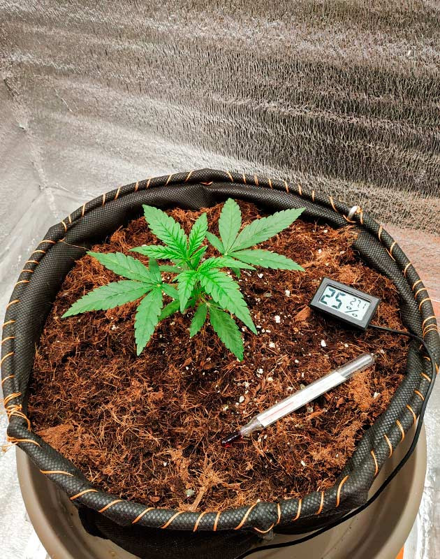 Куст на 3-4 неделе выращивания