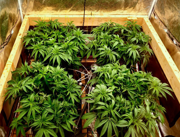 Цветение и появление запаха на 9 неделе выращивания Кусты на 9 и 10 неделях выращивания