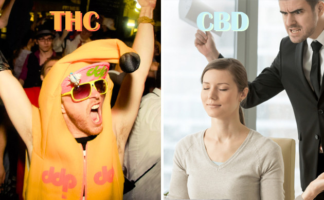 Заряд энергии от ТГК и расслабление от КБД