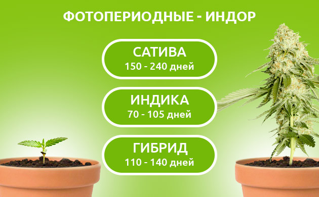 Жизненный цикл фотиков в индоре