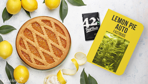 Выращивание сорта Lemon Pie Auto