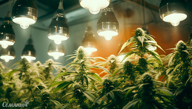 Недостаток света для каннабиса: симптомы и решения