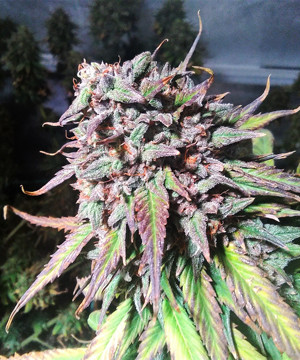 Шишка Tangie'matic