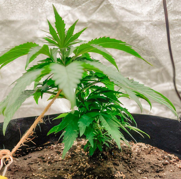 Растишка Dark Phoenix от GHS на стадии вегетации