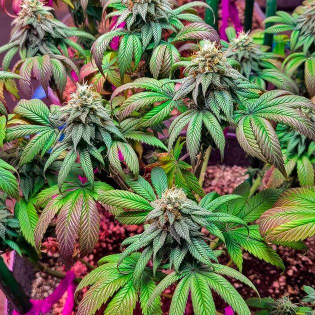 Куст White Wedding RBX на 14 неделе развития