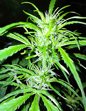 Формирование соцветий на кустах