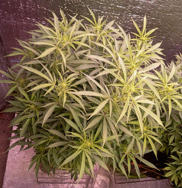 Предцвет марихуаны
