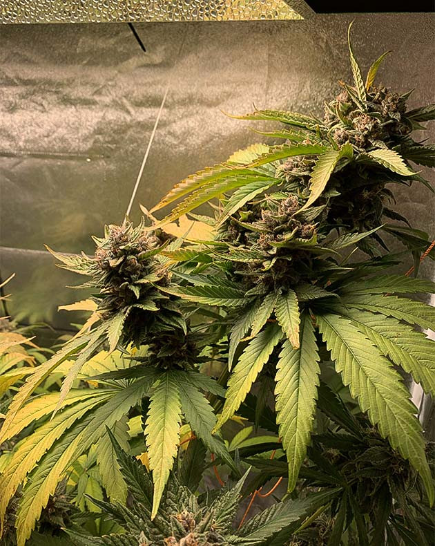 подготовка к харвесту Purple Lemonade Auto