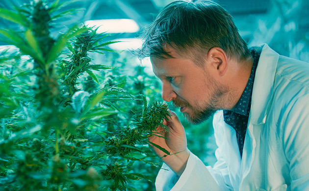 Важность доминантного гена при селекции конопли