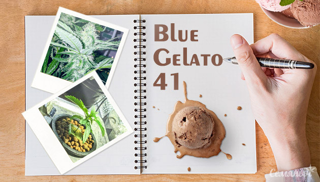 Гроурепорт сорта марихуаны Blue Gelato 41