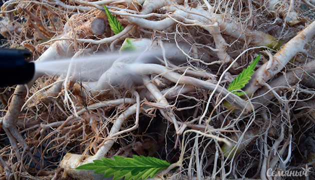 Свойства корней конопли Промывка корней конопли