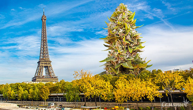 Марихуана в Париже