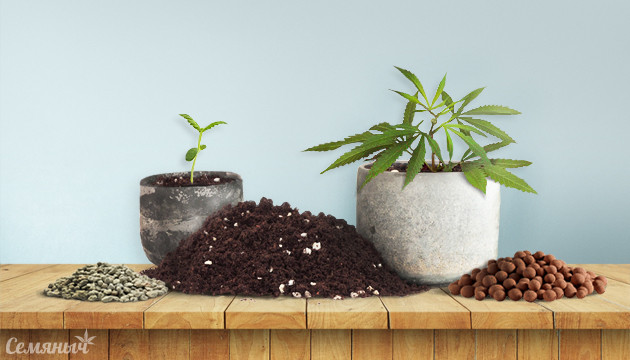 Как выбрать грунт и кормить коноплю в индоре?