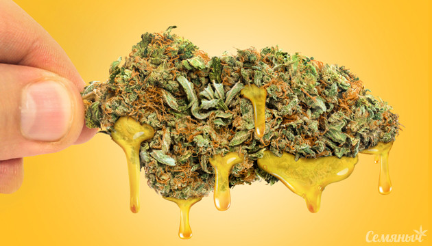 Подборка сортов конопли со смолистыми и плотными шишками