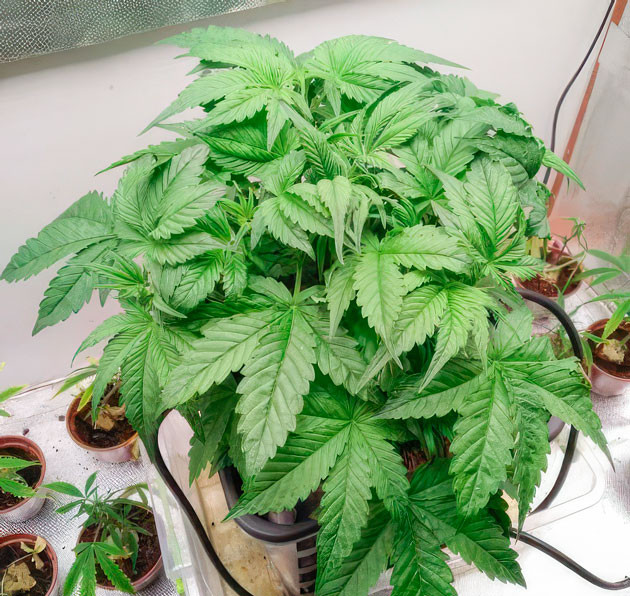 Растишка Auto Orange Bud ростом 22 см