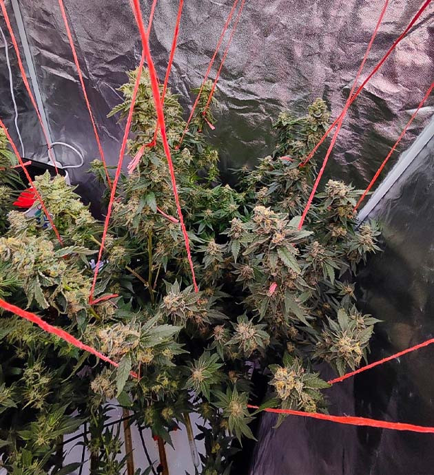 Сбор урожай с куста Dozy Doz