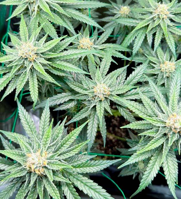 Куст Mimosa Evo на 10 неделе развития