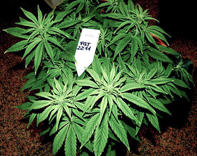 Цветущий куст Tropicana Cookies Auto