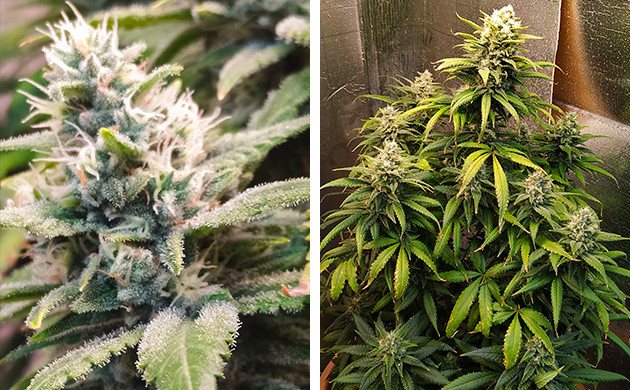 Мутные трихомы на шишках