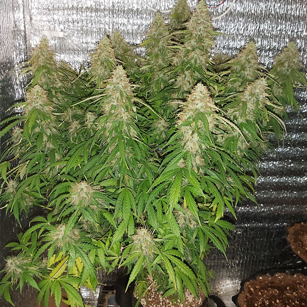 Растение перед харвестом