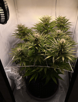 Куст с сеткой ScrOG