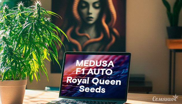 Гроурепорт сорта Medusa F1 Auto от Royal Queen Seeds