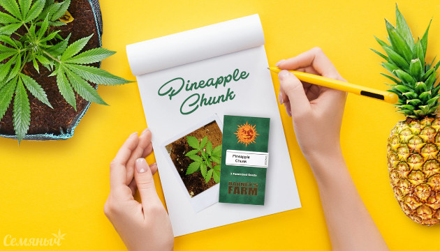 Гроурепорт сорта Pineapple Chunk fem