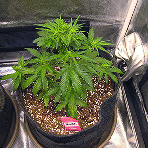 Первый куст после fim обрезки