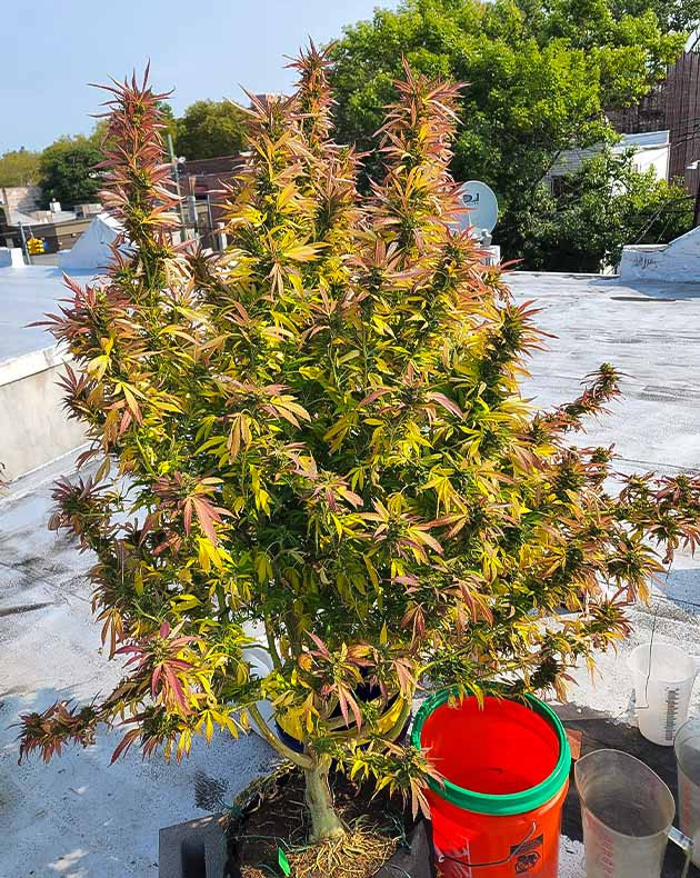 Предхарвест кустов Runtz Punch