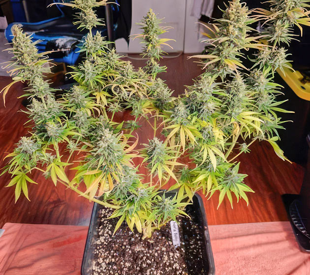 13 неделя роста сорта Apple Betty