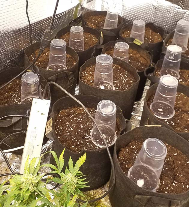 Проращивание семян конопли Wedding Cake Auto