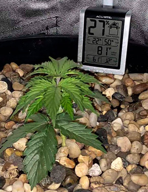 Куст Super Skunk Auto в 15 литровом горшке