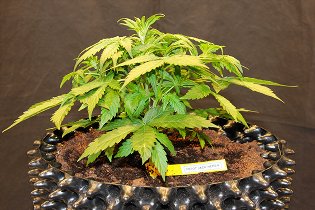 Original Jack Herer высотой в 22 см