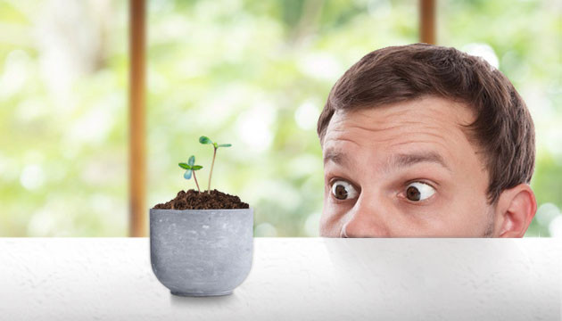 Постоянно смотреть на куст конопли