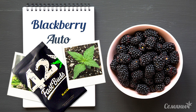 Гроурепорт сорта марихуаны Blackberry auto